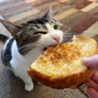 Cat Radio